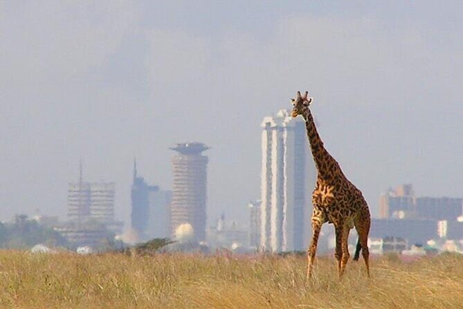 Private Tour Safari To Nairobi National Park - The Value for Money