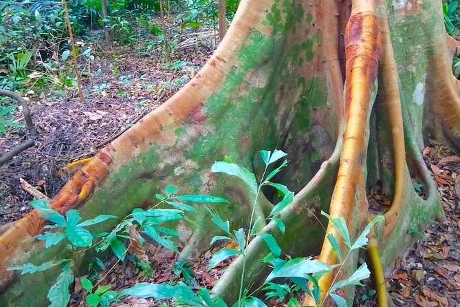 Private Tour Singapore Botanic Garden (UNESCO) - A Detailed Look at the Tour Experience