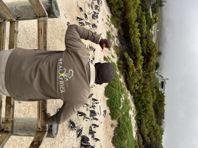Private tour, Swim with Penguins at Boulders Beach - Key Points