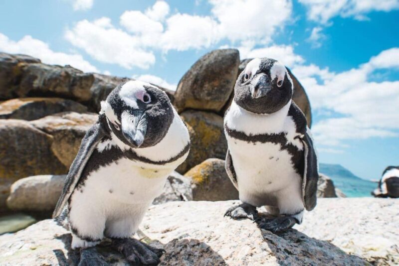 Private tour, Swim with Penguins at Boulders Beach - The Practical Side: Value and Considerations