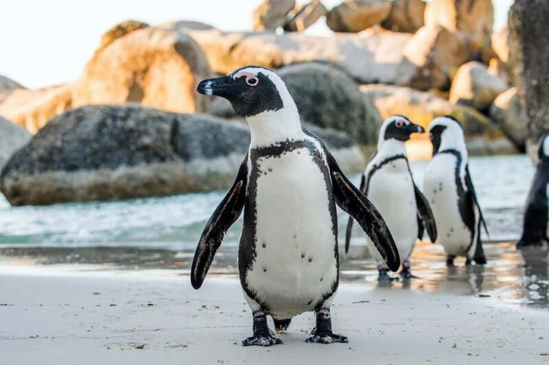 Private Tour: Table Mountain, Penguins Colony & Cape Of Good - Exploring Cape Town’s Top Highlights in One Day
