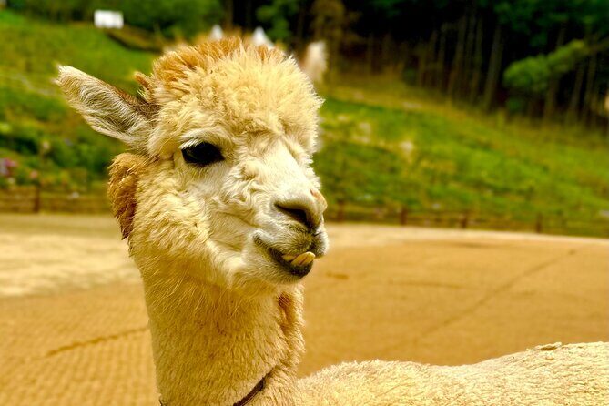 Private Tour to Alpaca world &Nami Island& Railbike with Tickets - The Sum Up