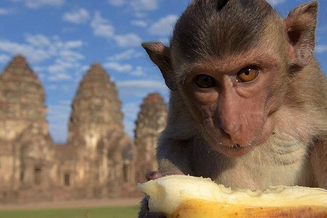 Private tour to Ayutthaya and Lopburi Monkey Temple (from Bangkok) - What Do the Reviews Say?