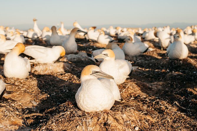 Private tour to Cape Kidnappers Gannet Colony - Key Points