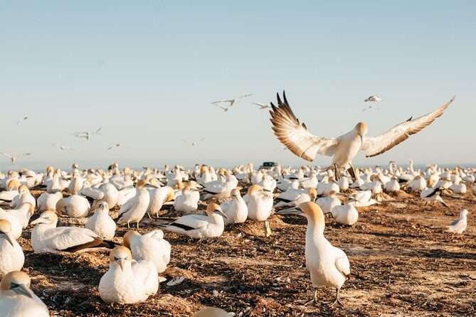 Private tour to Cape Kidnappers Gannet Colony - The Sum Up