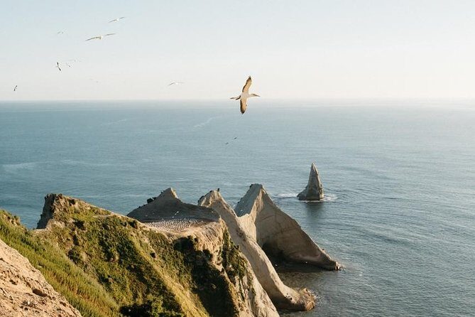 Private tour to Cape Kidnappers Gannet Colony - FAQ