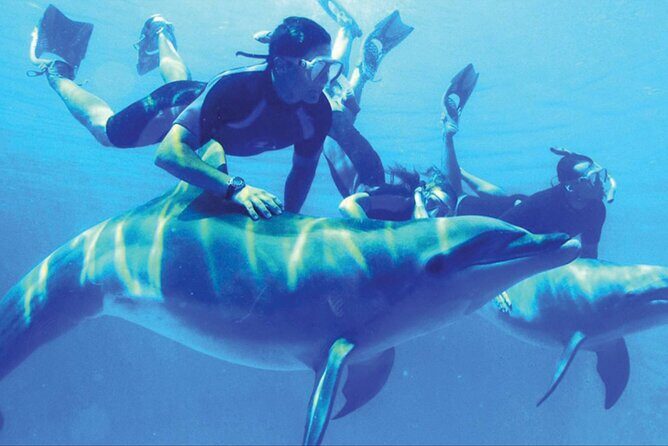 Private Tour to Dolphins house Sea hero of Egypt snorkeling - Authentic Customer Feedback Weighs In