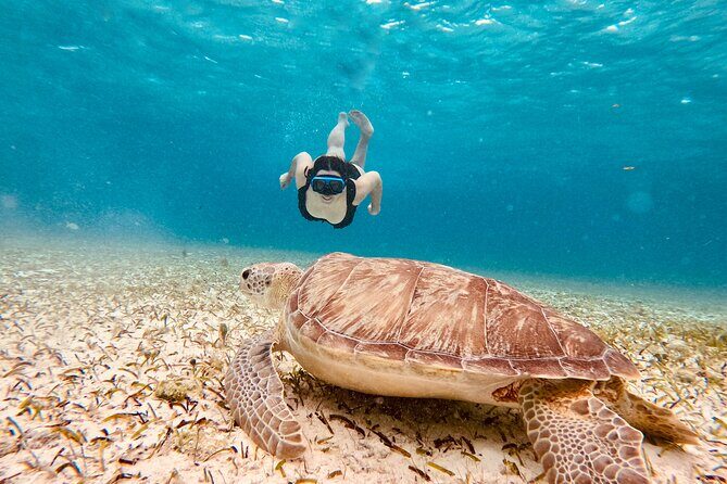Private Tour to El Cielo and El Cielito and Palancar Cozumel - An In-Depth Look at This Cozumel Snorkeling Adventure