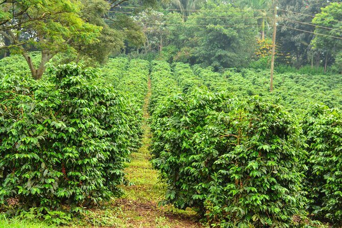Private Tour to Fairview Coffee Farm in Nairobi with Pickup - Who Should Book This Tour?