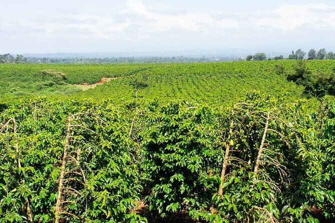Private Tour to Fairview Coffee Farm in Nairobi with Pickup - The Sum Up