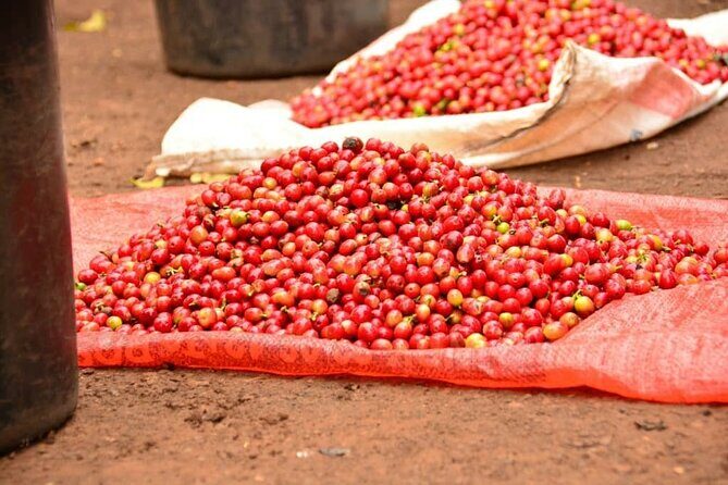 Private Tour to Fairview Coffee Farm in Nairobi with Pickup - FAQ