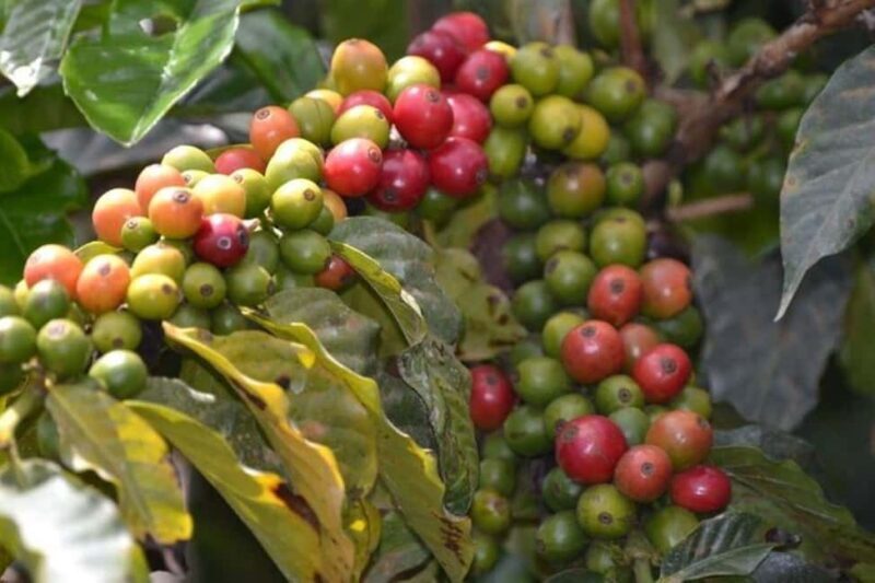 Private Tour to Fairview Coffee Farm in Nairobi with Pickup - Frequently Asked Questions