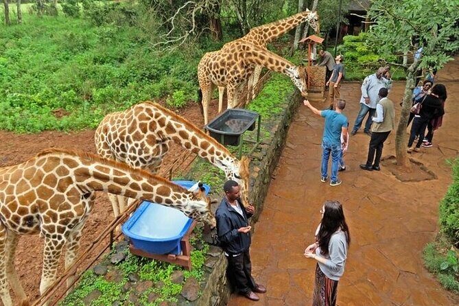 Private Tour To Giraffe Centre in Nairobi - A Close-Up Look at the Giraffe Centre Tour in Nairobi