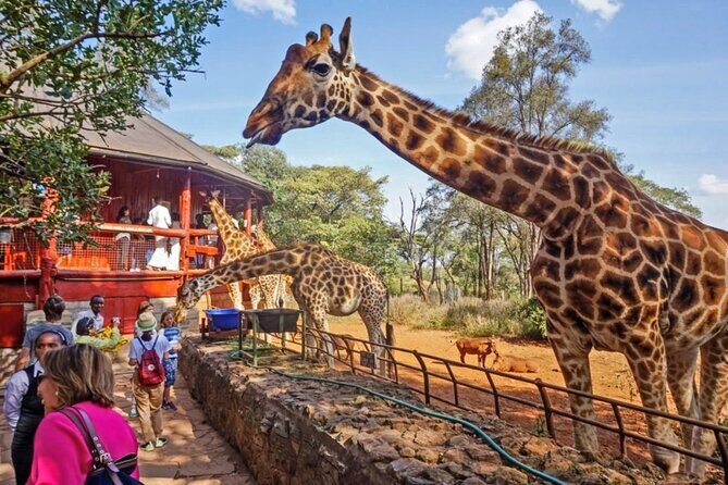 Private Tour To Giraffe Centre in Nairobi - Frequently Asked Questions