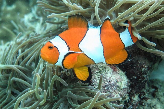 Private Tour to Hong Islands & 4 Islands with Sunset & Night Snorkel - Final Recommendations