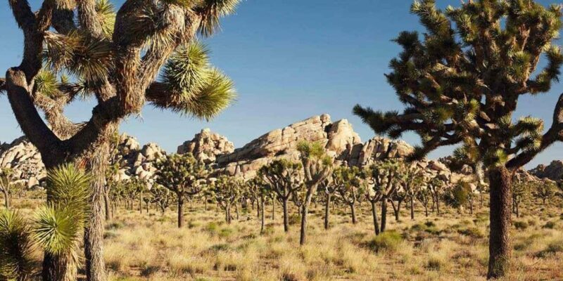 Private tour to Joshua Tree National park from Los Angeles - A Private Day Trip to Joshua Tree National Park from Los Angeles: A Detailed Look