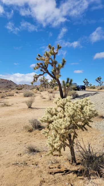 Private tour to Joshua Tree National park from Los Angeles - Key Points