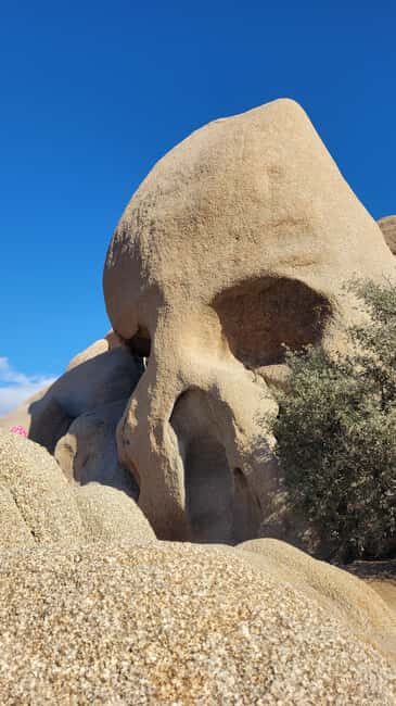 Private tour to Joshua Tree National park from Los Angeles - The Value and Price
