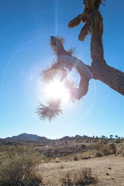 Private tour to Joshua Tree National park from Los Angeles - Final Thoughts