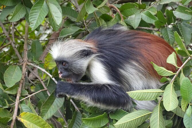 Private Tour to Jozani Forest Reserve Half-Day Guided Tour from Zanzibar - Who Will Love This Tour?