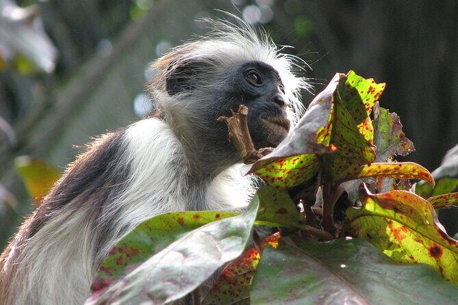 Private Tour to Jozani Forest Reserve Half-Day Guided Tour from Zanzibar - The Sum Up