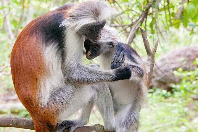 Private Tour to Jozani Forest Reserve Half-Day Guided Tour from Zanzibar - FAQ