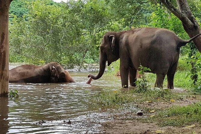Private Tour to Kanchanaburi Death Railway and Elephant Haven - FAQs