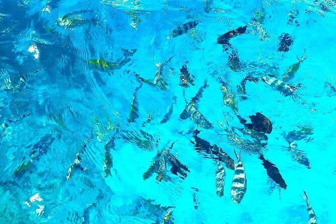 Private Tour to Mnemba Island with Lunch - Pricing and Value