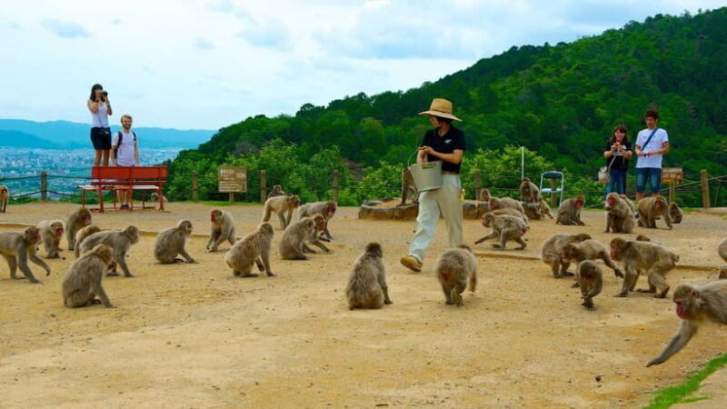 Private Tour to Monkey Park and Arashiyama Highlights - An In-Depth Look at the Tour Experience