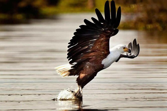 Private Tour to Mount Longonot and Optional Boat Ride on Lake Naivasha - An In-Depth Look at the Tour Itinerary