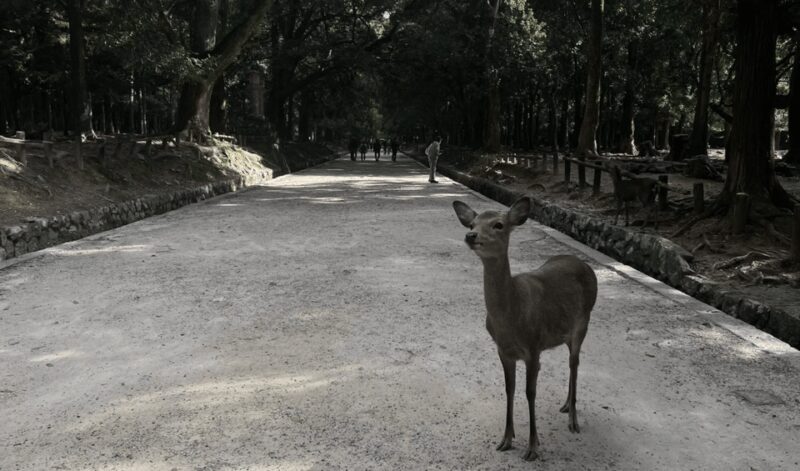 Private tour to Nara and Inari with Spanish-speaking Guide - Key Points