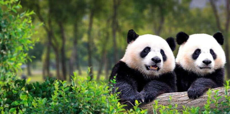 Private Tour to Panda House with Great Wall or City Sites - Option 2: Panda House + Tiananmen Square & Forbidden City