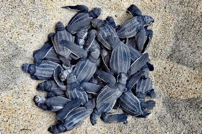 Private tour to release turtles with tickets included - Key Points