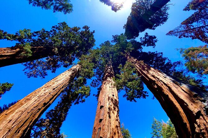 Private Tour to Sequoia and Kings Canyon National Parks - What Past Travelers Say