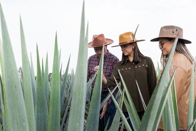 Private Tour to Tequila Ocho Distillery and the Town of Arandas - Final Thoughts on Value and Suitability
