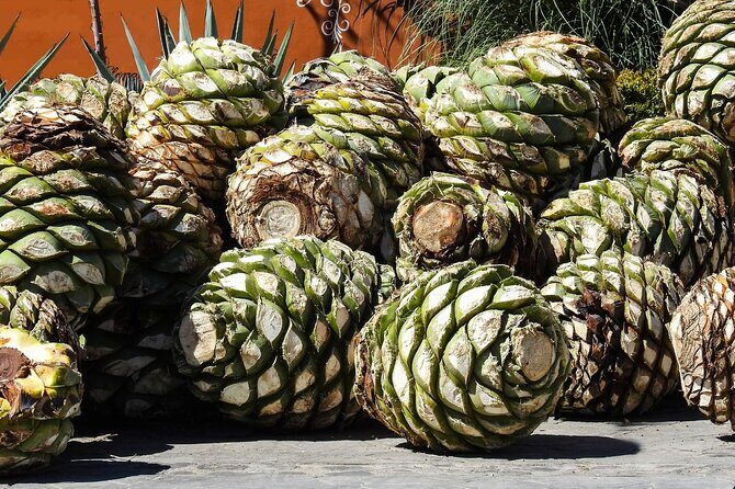 Private Tour to the Tehuacán Biosphere Reserve - Final Thoughts