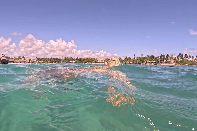 Private Tour to Tulum and Swimming with Turtles in Akumal - FAQs