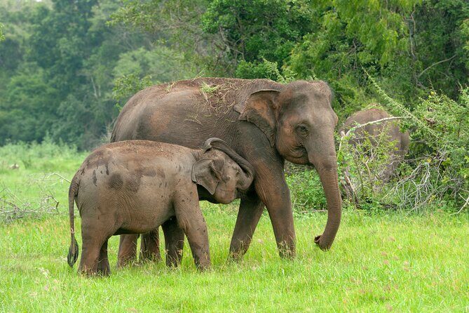 Private Tour: Udawalawe National Park Safari - Key Points