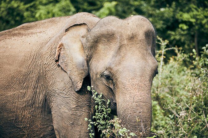 Private Tour: Udawalawe National Park Safari - FAQ