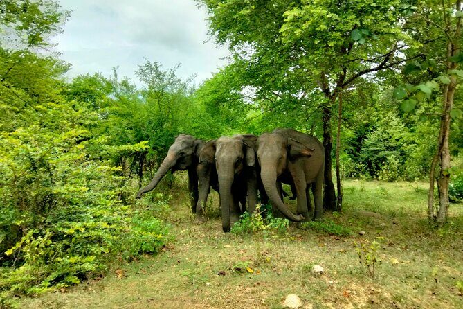 Private Tour : Udawalawe National Park Safari - Why This Tour Is Worth Considering