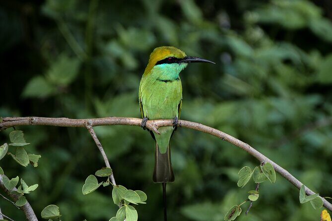 Private Tour : Udawalawe National Park Safari - The Sum Up