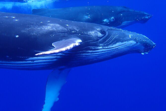 Private Tour Whale Watching Half Day Tour - Introduction to the Tour