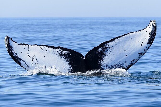 Private Tour Whale Watching Half Day Tour - The Price and Its Value
