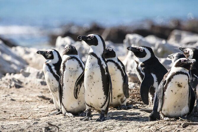 Private Tour: Whale Watching Shared Boat Trip from Cape Town - Key Points