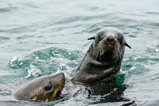 Private Tour: Whale Watching Shared Boat Trip from Cape Town - A Deep Dive into the Experience