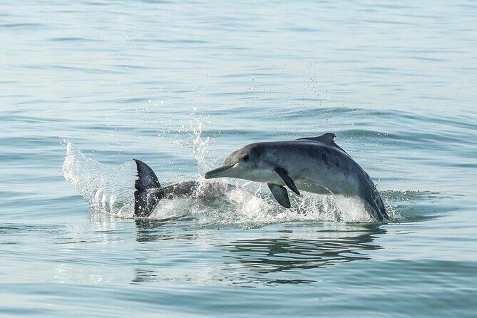 Private Tour: Whale Watching Shared Boat Trip from Cape Town - Who Will Love This Tour?