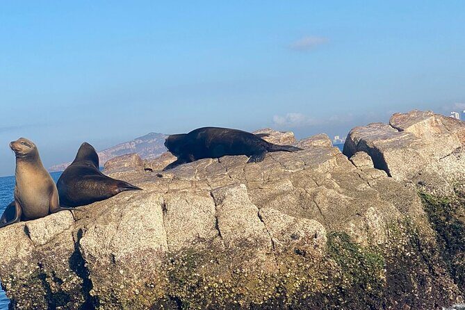 Private tour with sea lions and snorkeling - Exploring Mazatlan’s Aquatic Highlights: An In-Depth Look