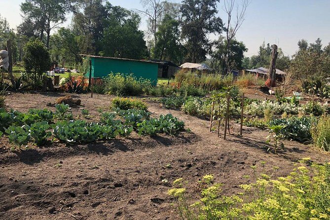 Private Tour: Xochimilco, Coyoacan and Frida Kahlo Museum. - Who Is This Tour Best Suited For?