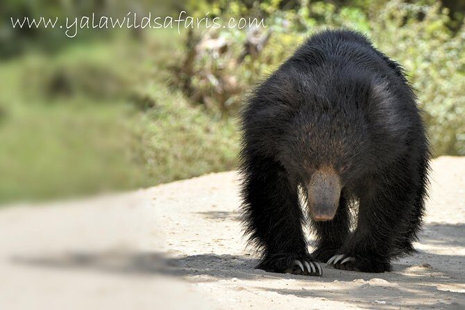 Private Tour : YALA National Park with Experienced Driver and Guide - Why Choose a Private Yala Safari?