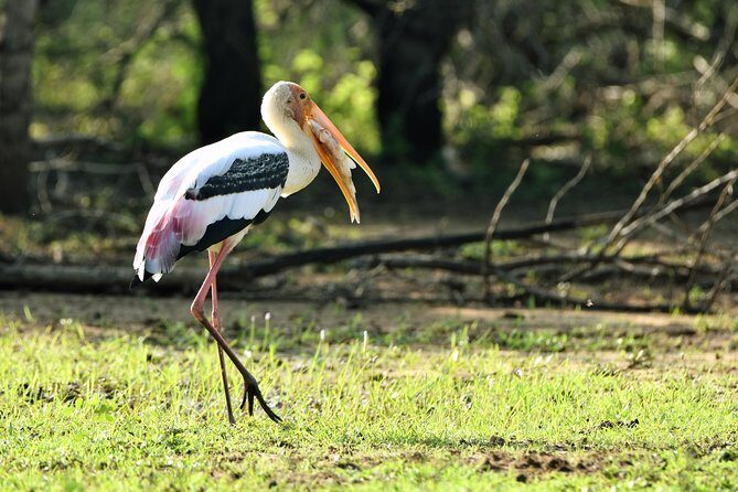 Private Tour : YALA National Park with Experienced Driver and Guide - Possible Drawbacks and Considerations